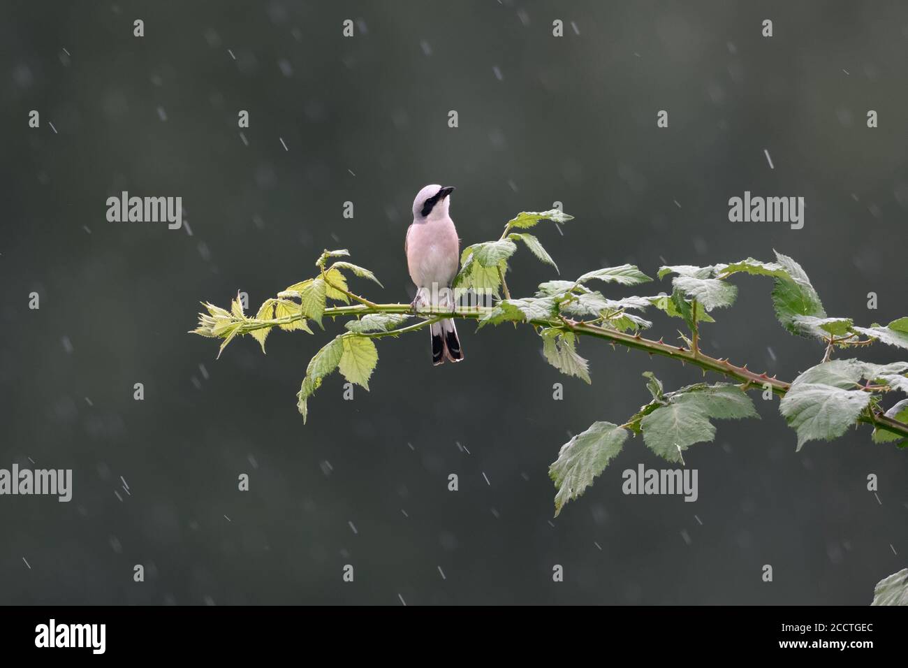 Shrike ( Lanius collurio ), uomo adulto appollaiato su un tendromo bromberry sotto la pioggia, guardando le gocce di pioggia che cadono, sembra divertente, fauna selvatica, Europa. Foto Stock