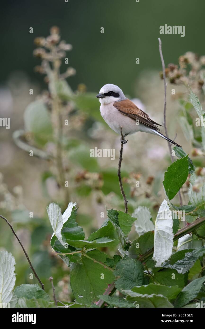 Shrike ( Lanius collurio ), maschio adulto, arroccato su un ramo asciutto, in cima a un cespuglio di mora, caccia, osservazione di preda, fauna selvatica, Europa. Foto Stock