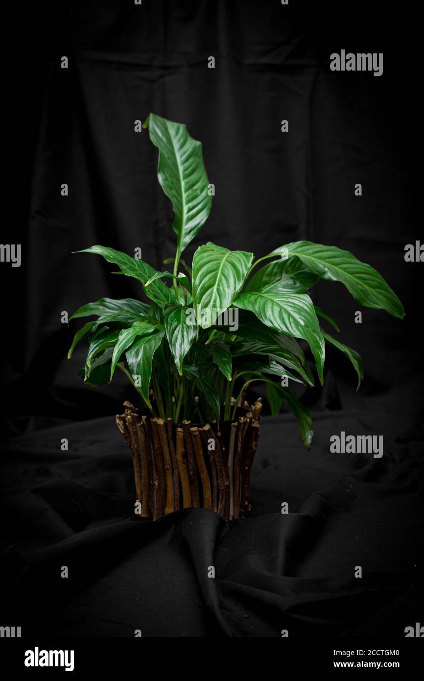Peace Lily Houseplant fotografia di vita morta Foto Stock