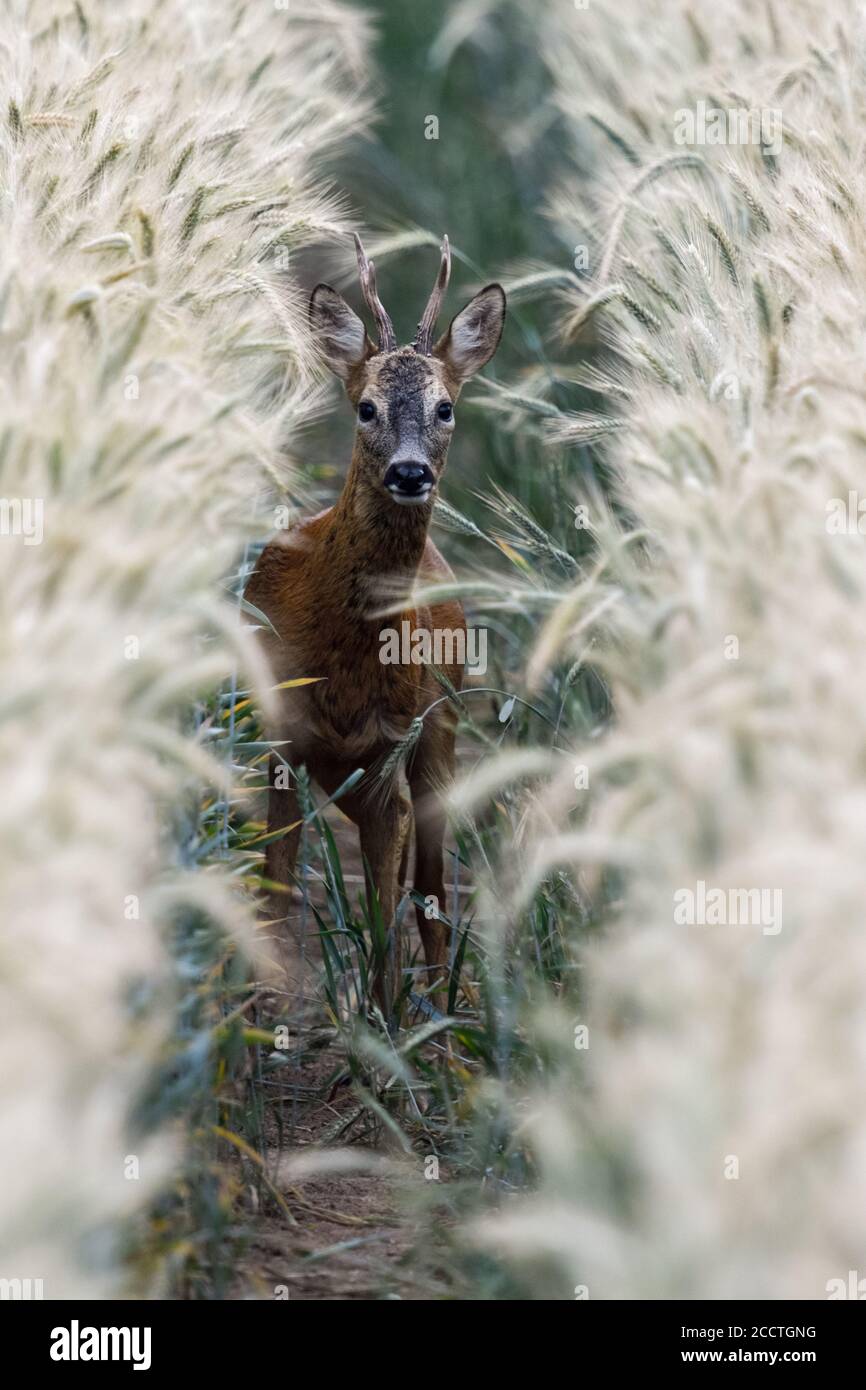 Roe Deer ( Capreolus capreolus ), buck, nascosto in un campo di grano, in piedi in alta segale, guardando attentamente, vista frontale, corpo pieno, fauna selvatica, Europa Foto Stock