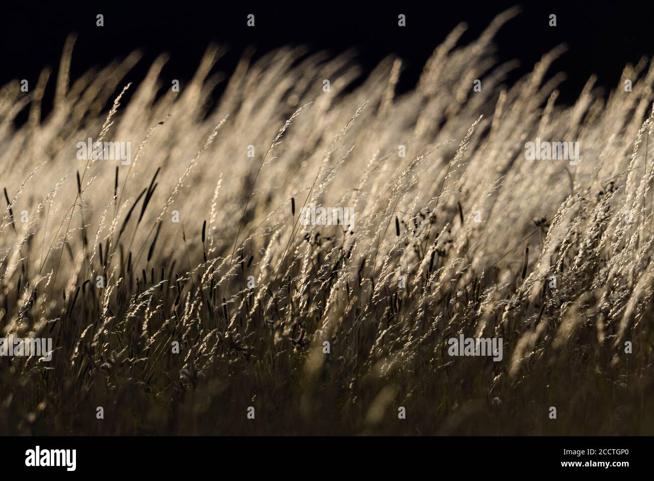 Erbe su un prato selvaggio, erbe comuni illuminate dal sole, in controluce, erba alta che soffia nel vento, natura selvaggia, Europa. Foto Stock