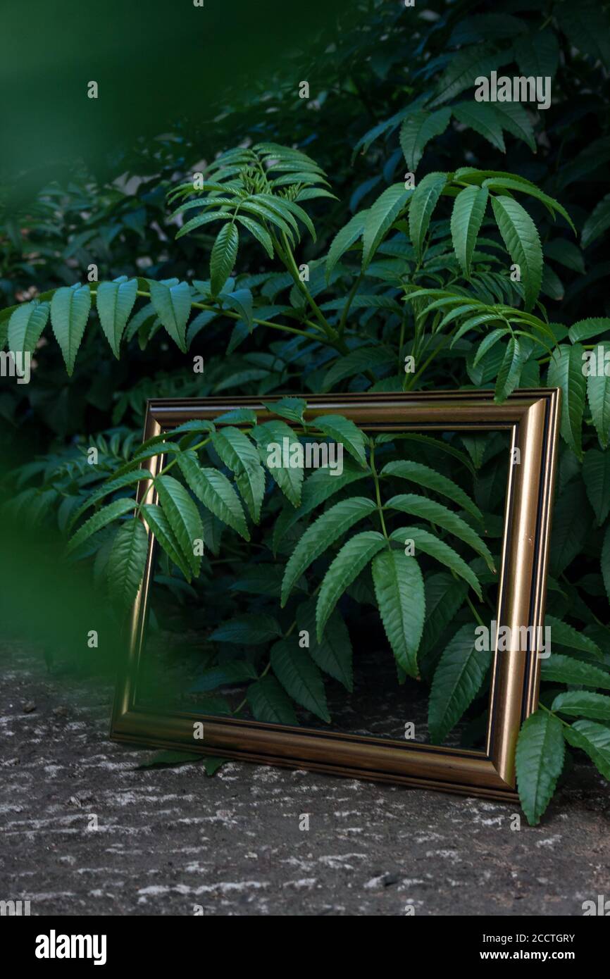 Cornice all'interno della vegetazione Foto Stock