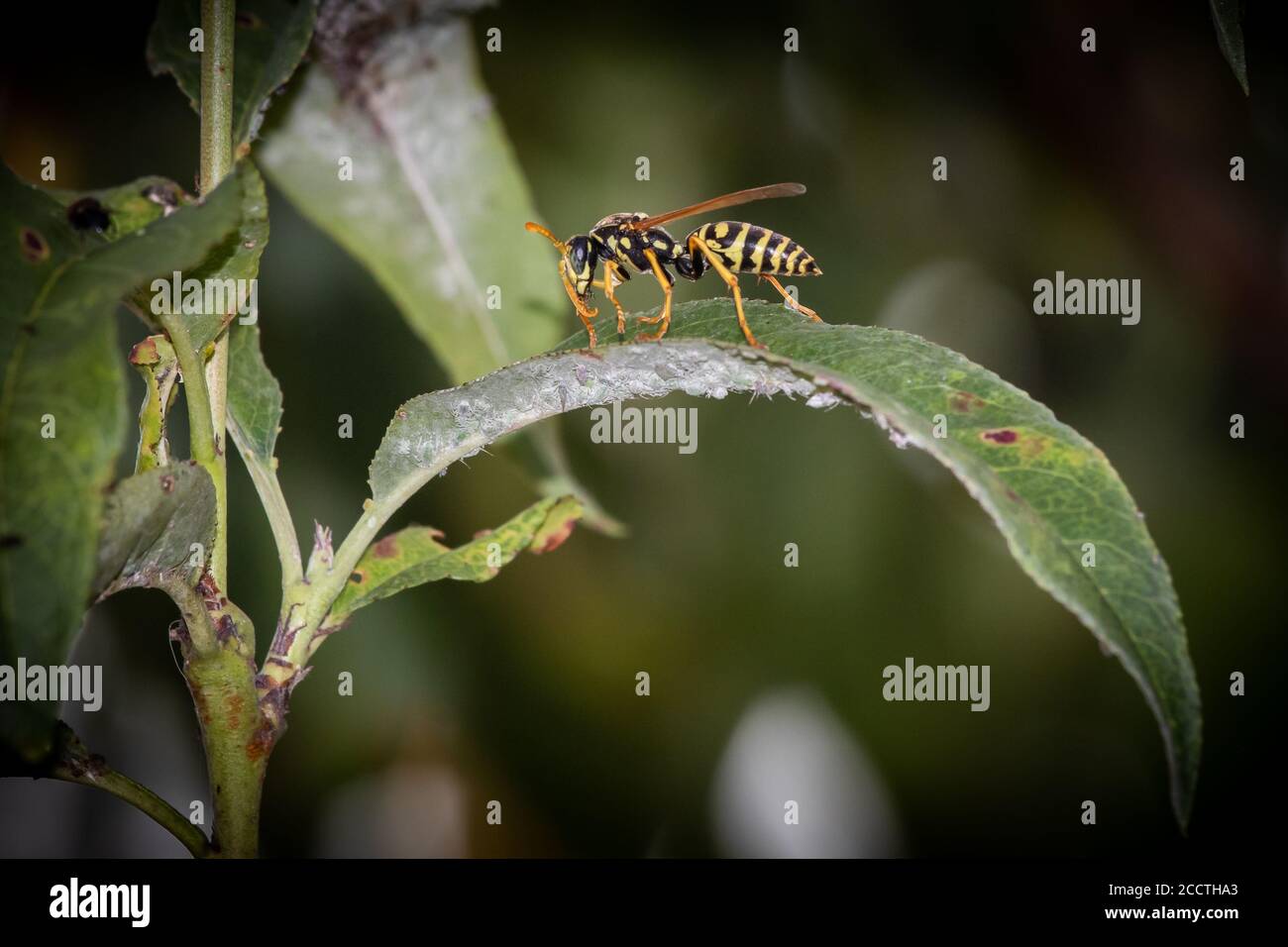 primo piano del wasp su una foglia verde Foto Stock
