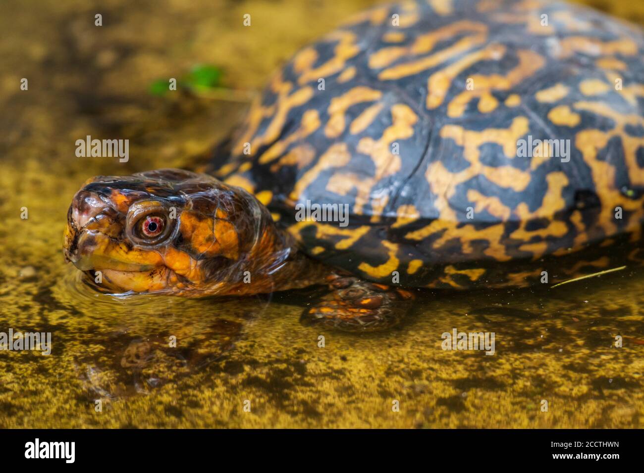 Tartaruga scatola orientale (Terrapene carolina carolina carolina) in acqua - Florida, Stati Uniti Foto Stock