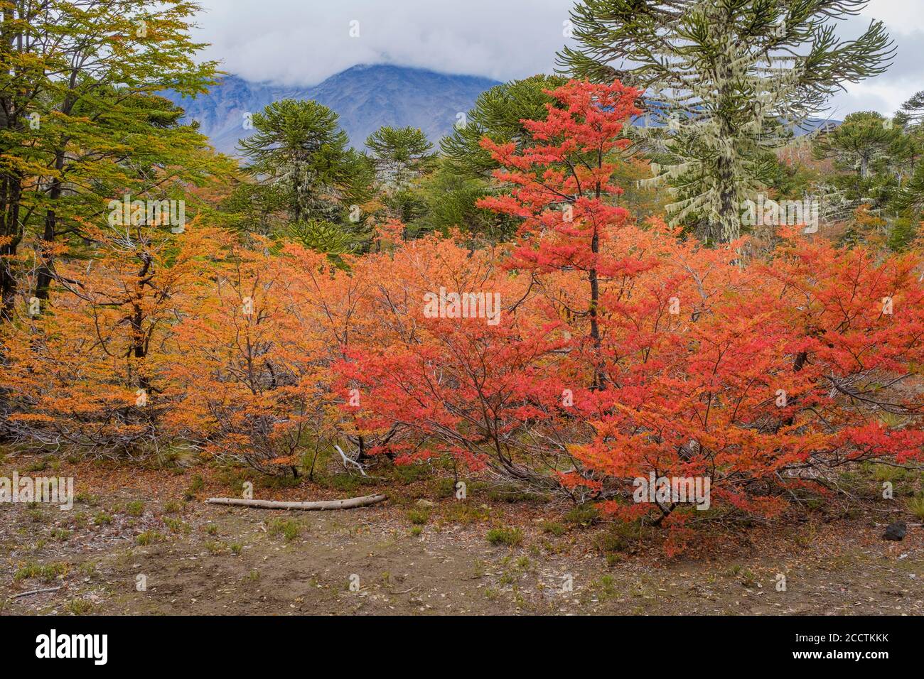 Foresta autunnale al Parco Nazionale di Villarrica. Regione di Araucania. Cile. Foto Stock