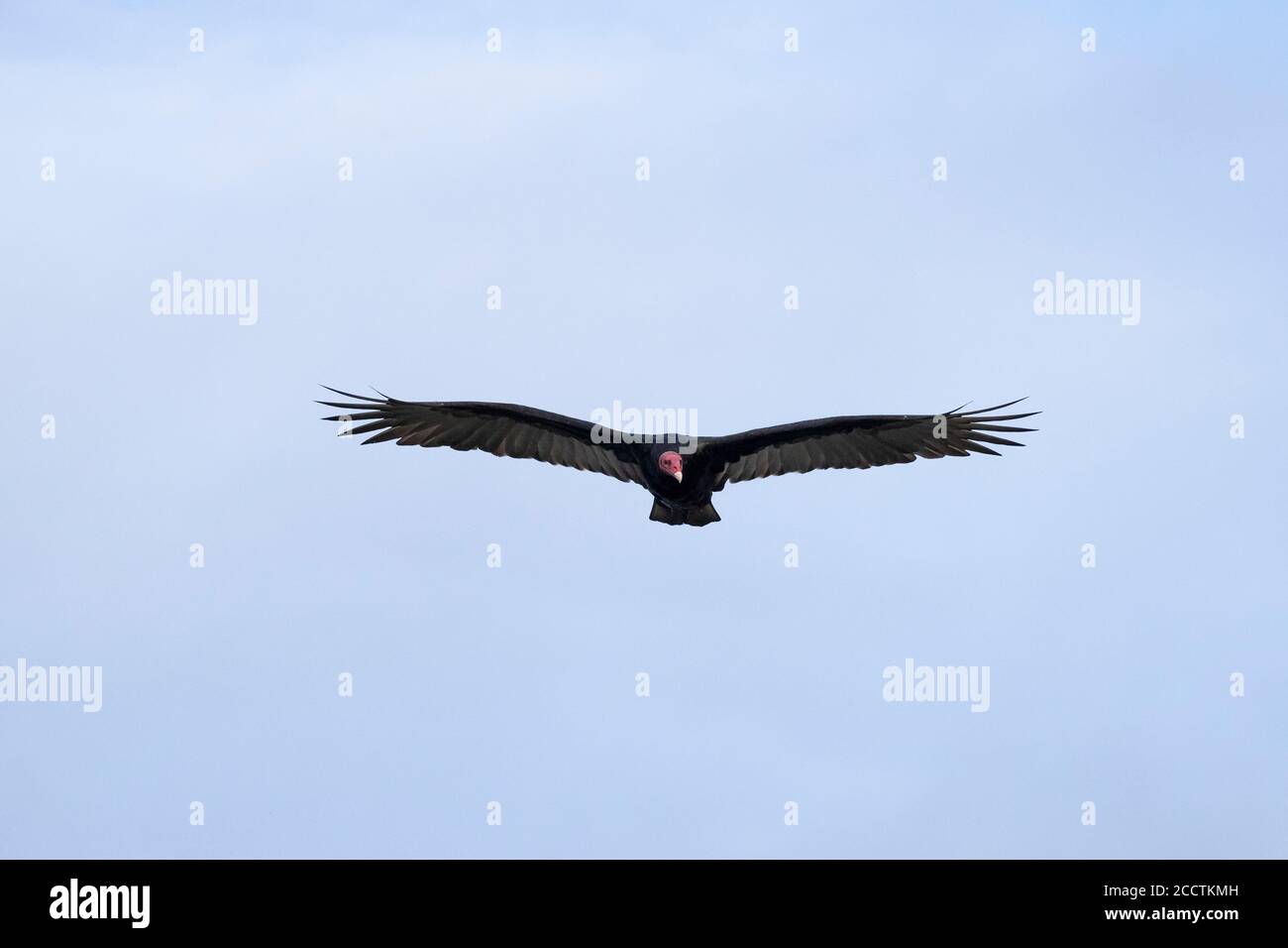 Turchia Vulture (Cathartes aura) in volo. Chiloé. Regione di Los Lagos. Cile. Foto Stock