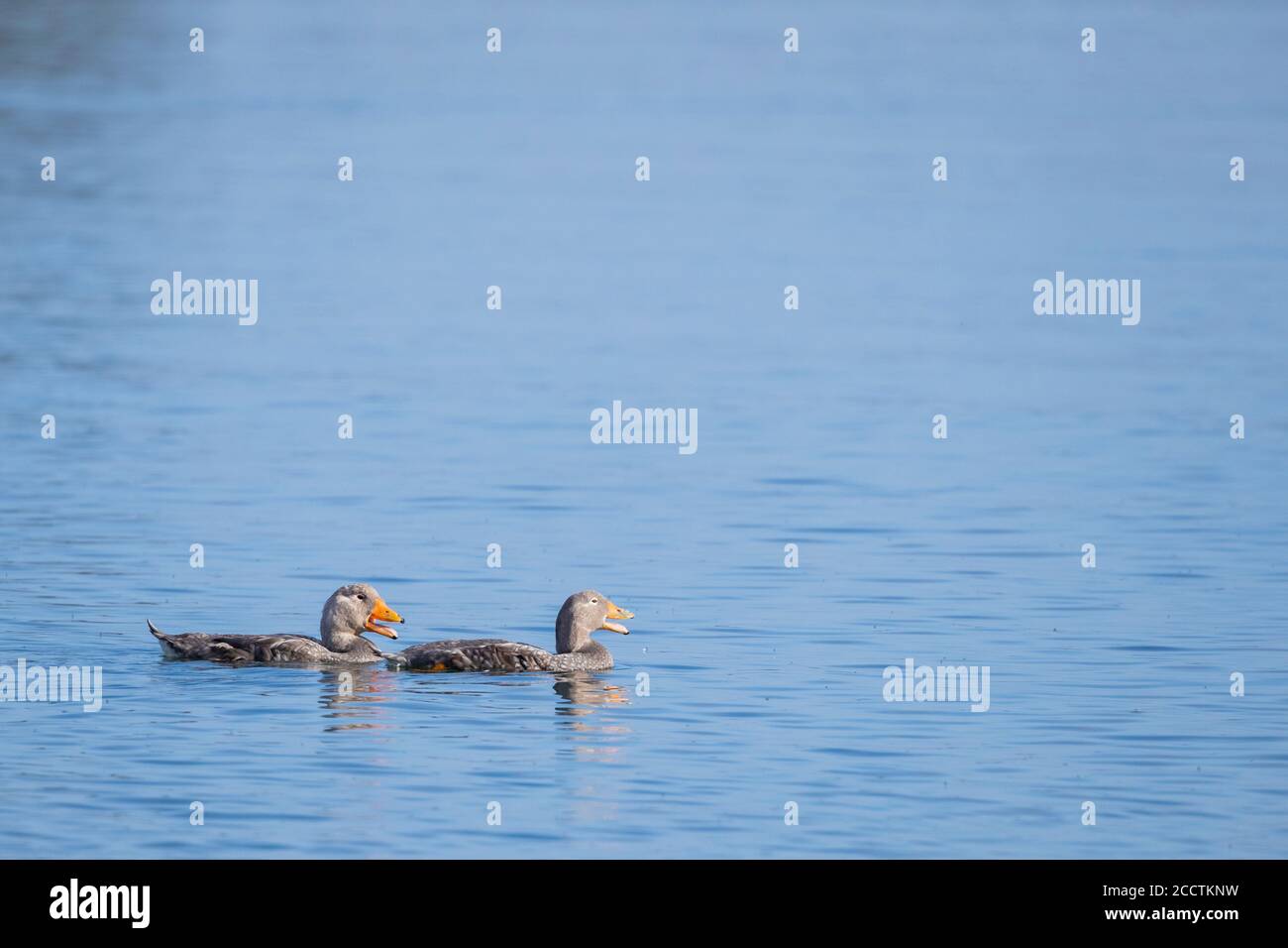 Magellanic Steamerduck (Tachyeres pteneres) coppia che chiama dall'acqua. Chiloé. Regione di Los Lagos. Cile. Foto Stock