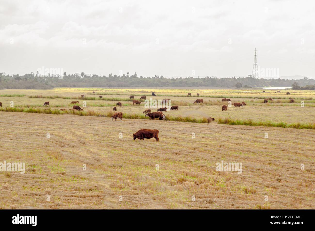 Buoi e mucche pascolano. Allevamento estensivo di bestiame bovino. Fauna brasiliana. Raccolto di riso post-raccolto. Agricoltura e bestiame in Brasile. Garzette bianche e tachâ Foto Stock