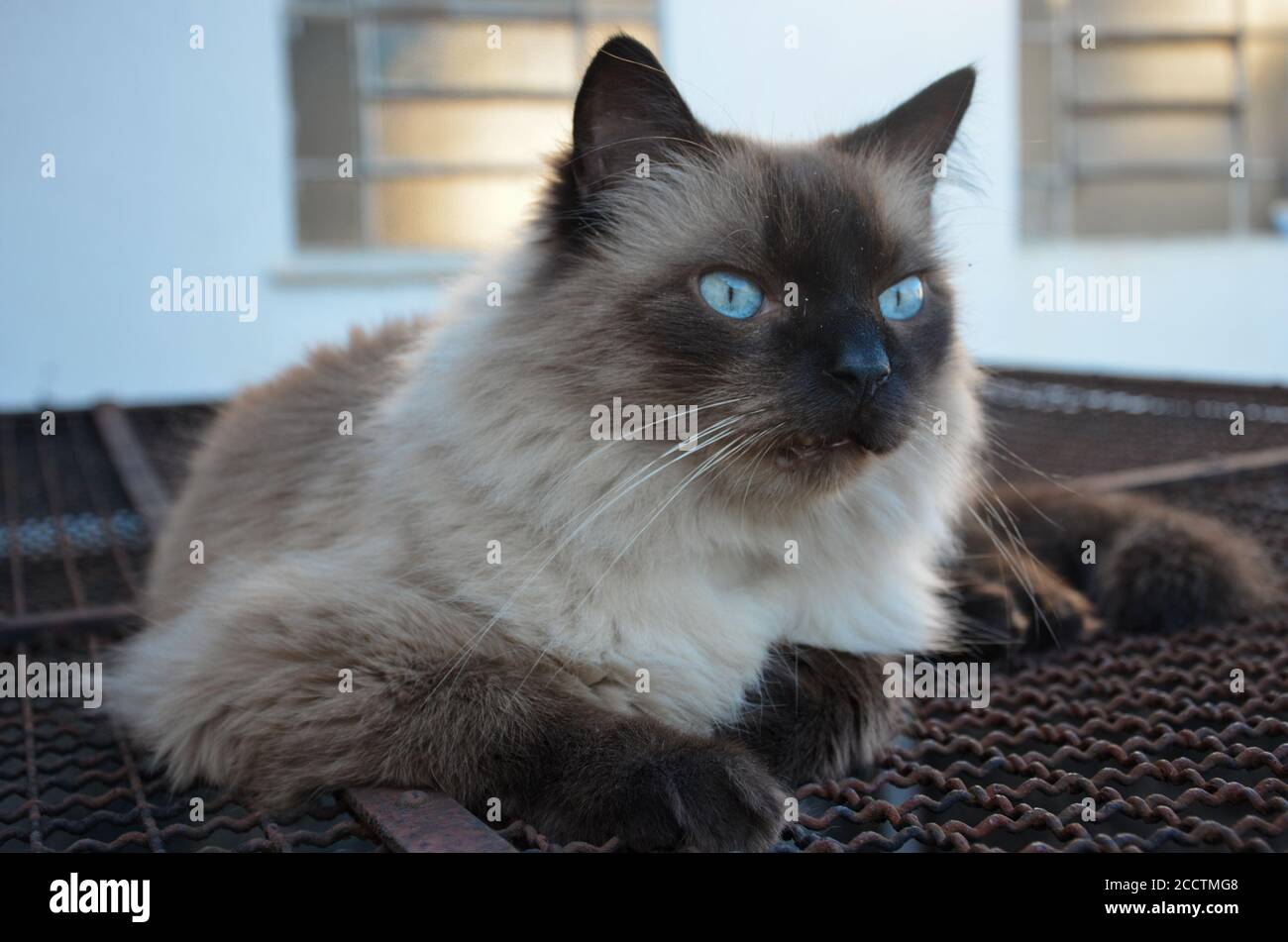 primo piano su un grande ragdoll furry con gatto siamese occhi blu che guardano alla fotocamera Foto Stock