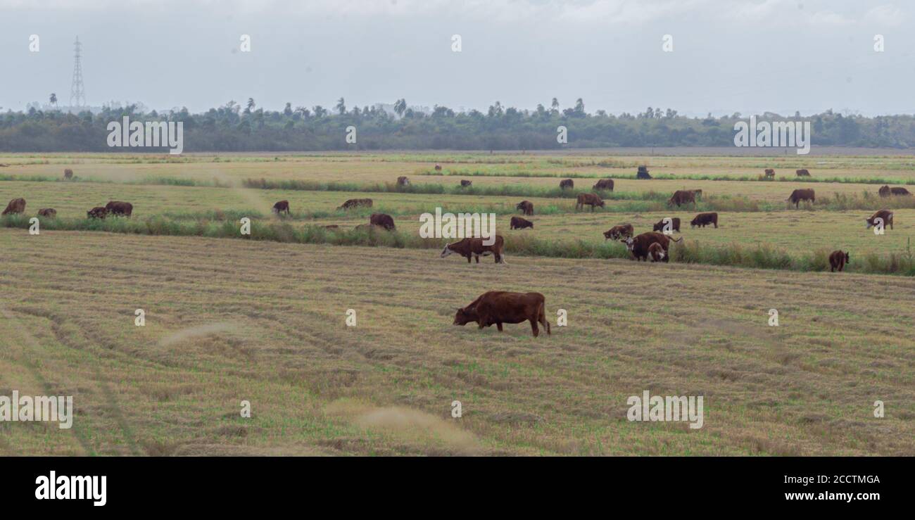 Buoi e mucche. Bestiame che pascolano all'aperto. Allevamento estensivo di bestiame bovino. Bestiame nel sud del Brasile. Agroalimentare per l'esportazione e merci. Animali da fattoria Foto Stock