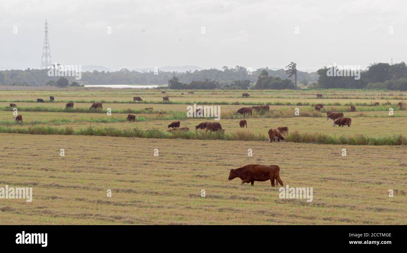 Buoi e mucche. Bestiame che pascolano all'aperto. Allevamento estensivo di bestiame bovino. Bestiame nel sud del Brasile. Agroalimentare per l'esportazione e merci. Animali da fattoria Foto Stock