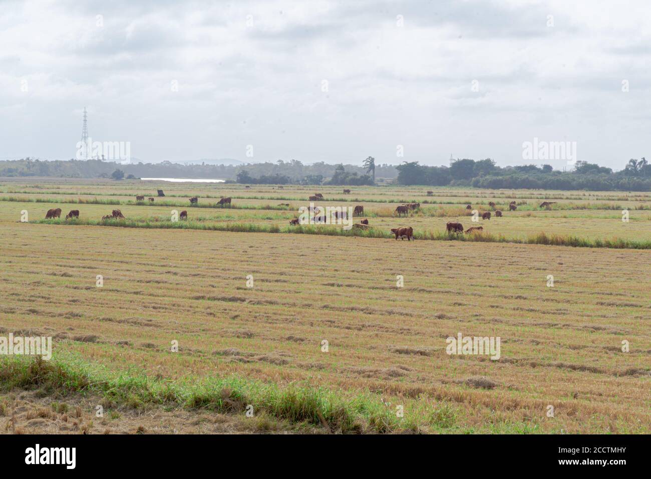 Buoi e mucche. Bestiame che pascolano all'aperto. Allevamento estensivo di bestiame bovino. Bestiame nel sud del Brasile. Agroalimentare per l'esportazione e merci. Animali da fattoria Foto Stock