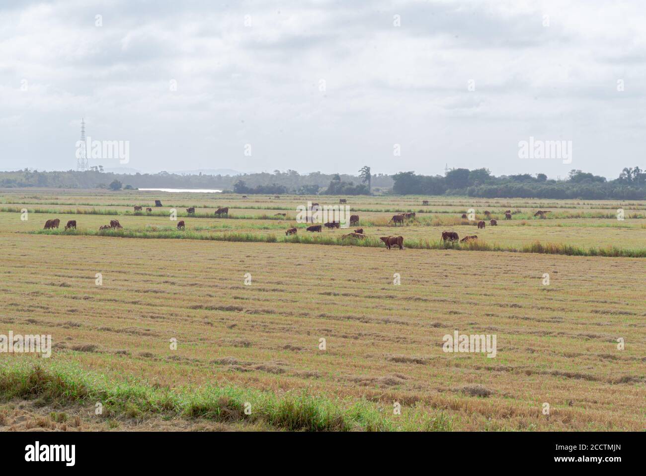 Buoi e mucche. Bestiame che pascolano all'aperto. Allevamento estensivo di bestiame bovino. Bestiame nel sud del Brasile. Agroalimentare per l'esportazione e merci. Animali da fattoria Foto Stock