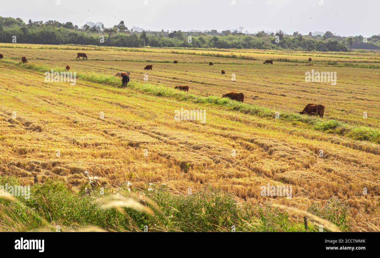 Buoi e mucche. Bestiame che pascolano all'aperto. Allevamento estensivo di bestiame bovino. Bestiame nel sud del Brasile. Agroalimentare per l'esportazione e merci. Animali da fattoria Foto Stock