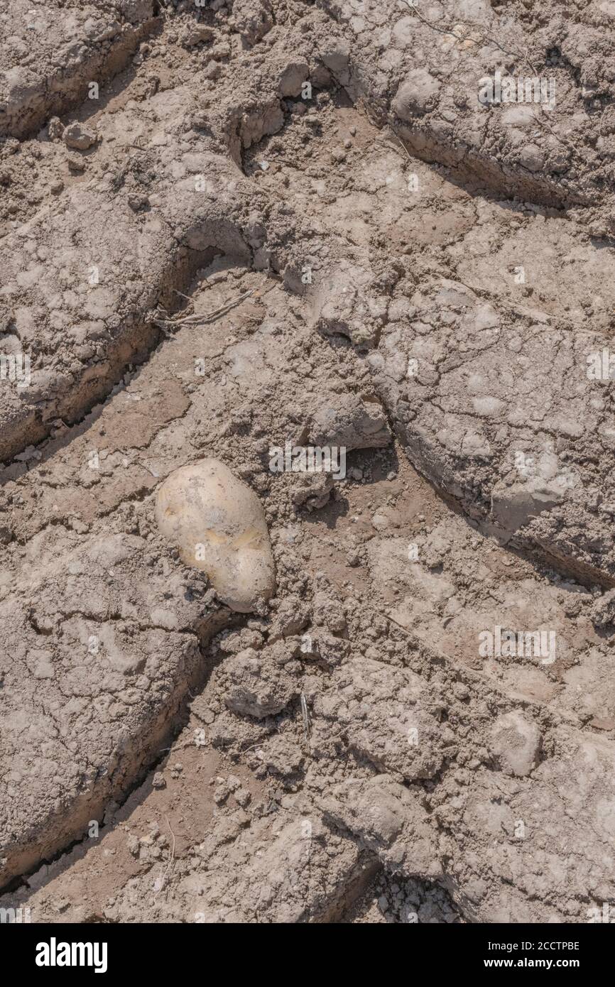 Patata isolata singola che si trova sul terreno e sulla carreggiata del trattore. Allevamento di patate astratto, metafora della produzione alimentare britannica, agricoltura britannica. Foto Stock