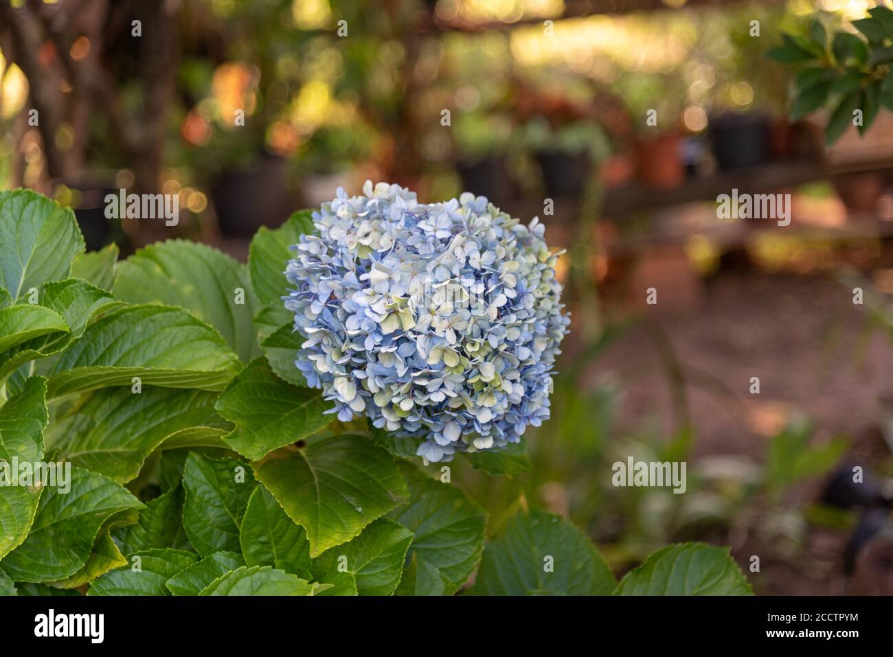 Flores de Hydrangea macrophylla, è una specie arbustiva appartenente al genere Hydrangea, originaria del Giappone e della Cina, coltivata come pianta ornamentale Foto Stock