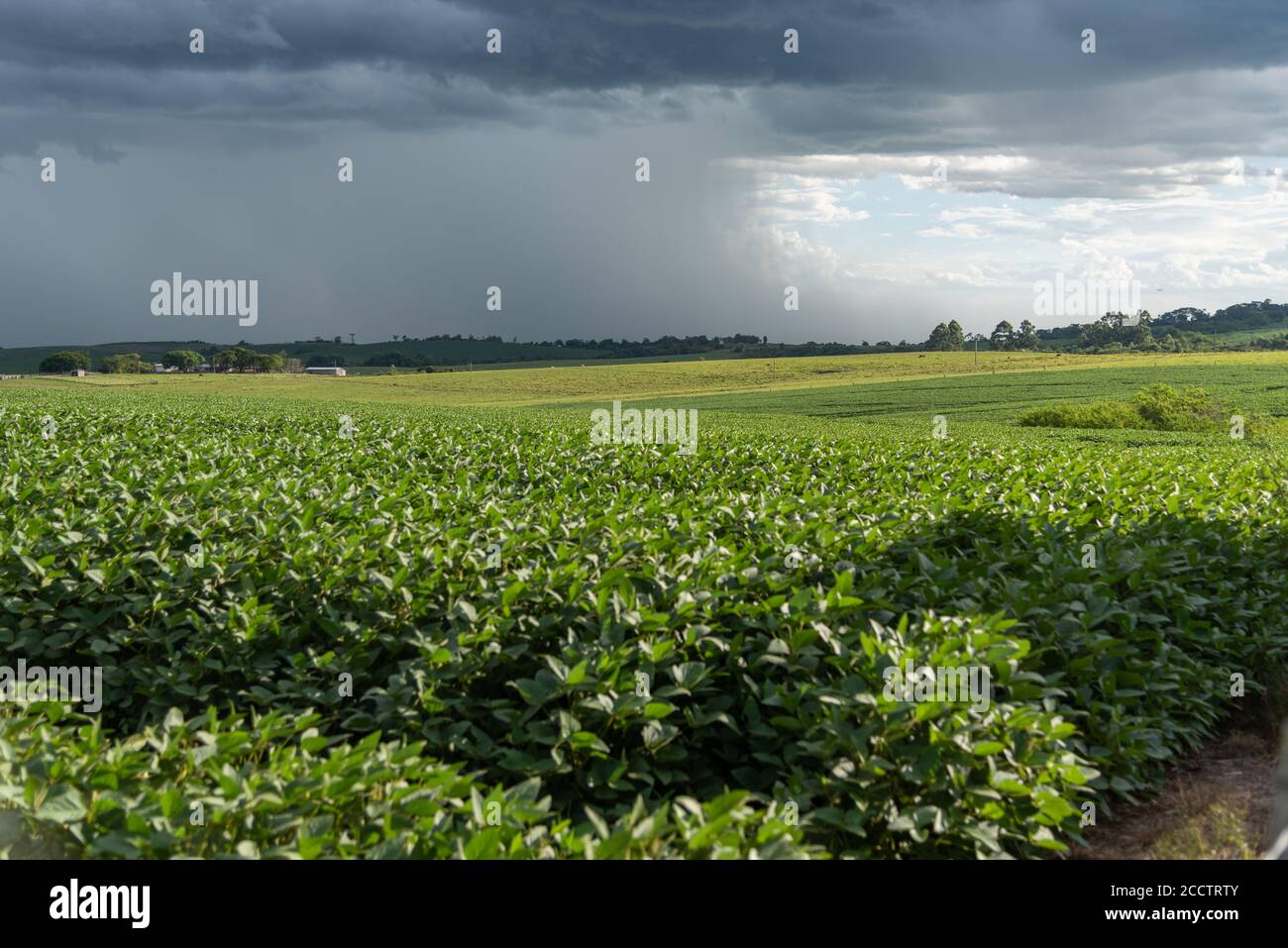 Pioggia che cade su una piantagione di soia. Il verificarsi di pioggia è un fattore di rischio per il produttore, perché se i livelli di pioggia sono bassi, ci sono chan Foto Stock