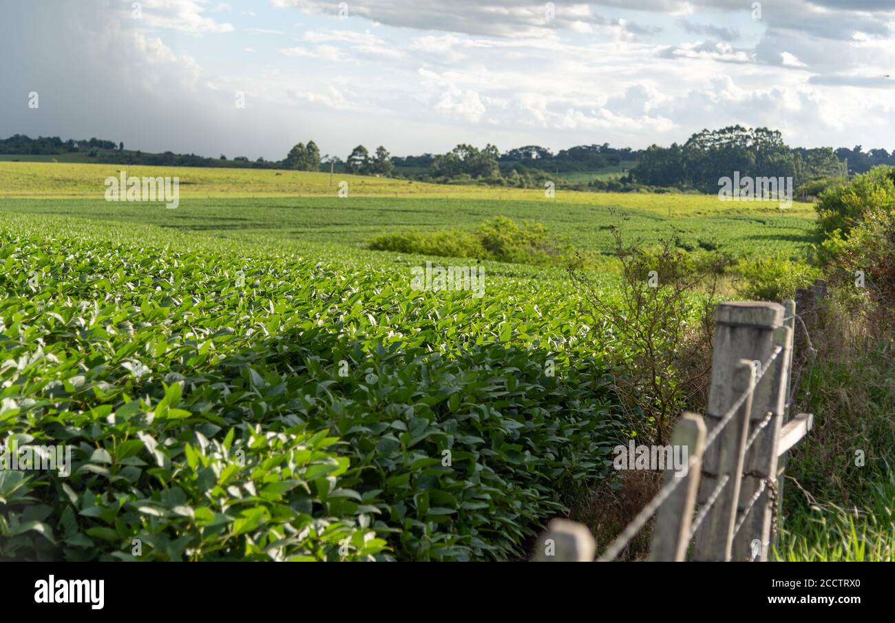 Pioggia che cade su una piantagione di soia. Il verificarsi di pioggia è un fattore di rischio per il produttore, perché se i livelli di pioggia sono bassi, ci sono chan Foto Stock
