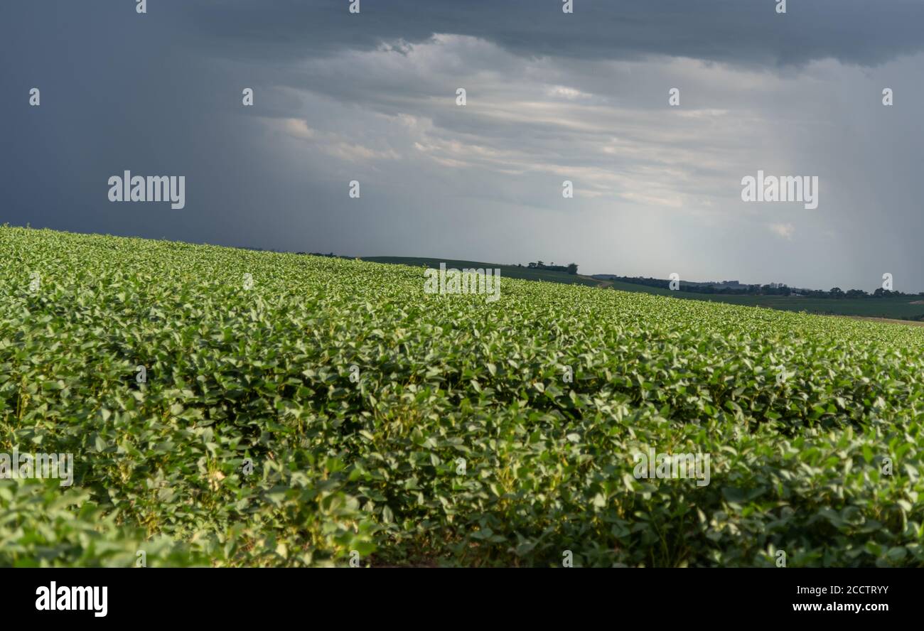 Pioggia che cade su una piantagione di soia. Il verificarsi di pioggia è un fattore di rischio per il produttore, perché se i livelli di pioggia sono bassi, ci sono chan Foto Stock