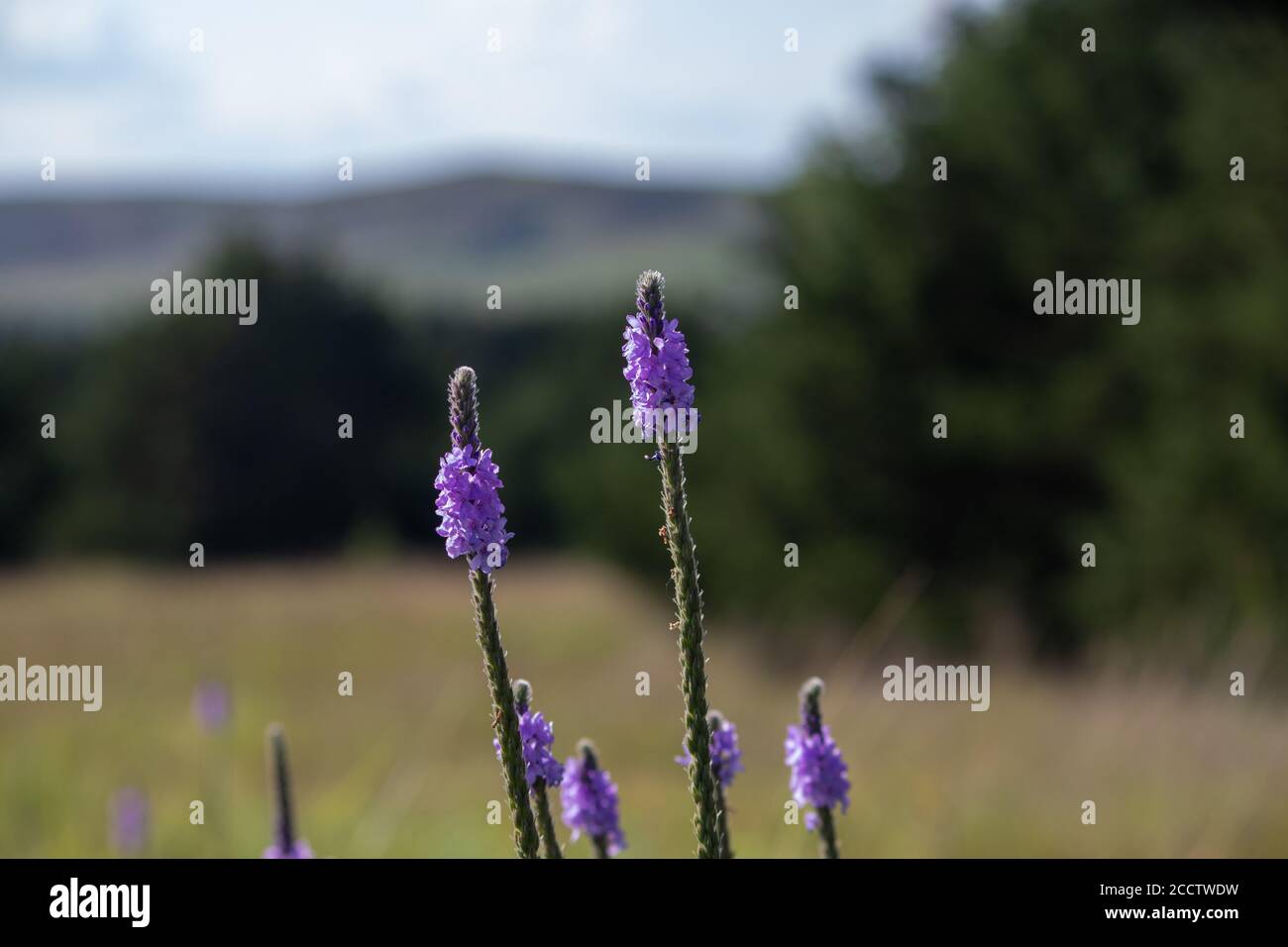 Un primo piano di un fiore viola di Gayfeather nel selvaggio del Nebraska . Foto di alta qualità Foto Stock