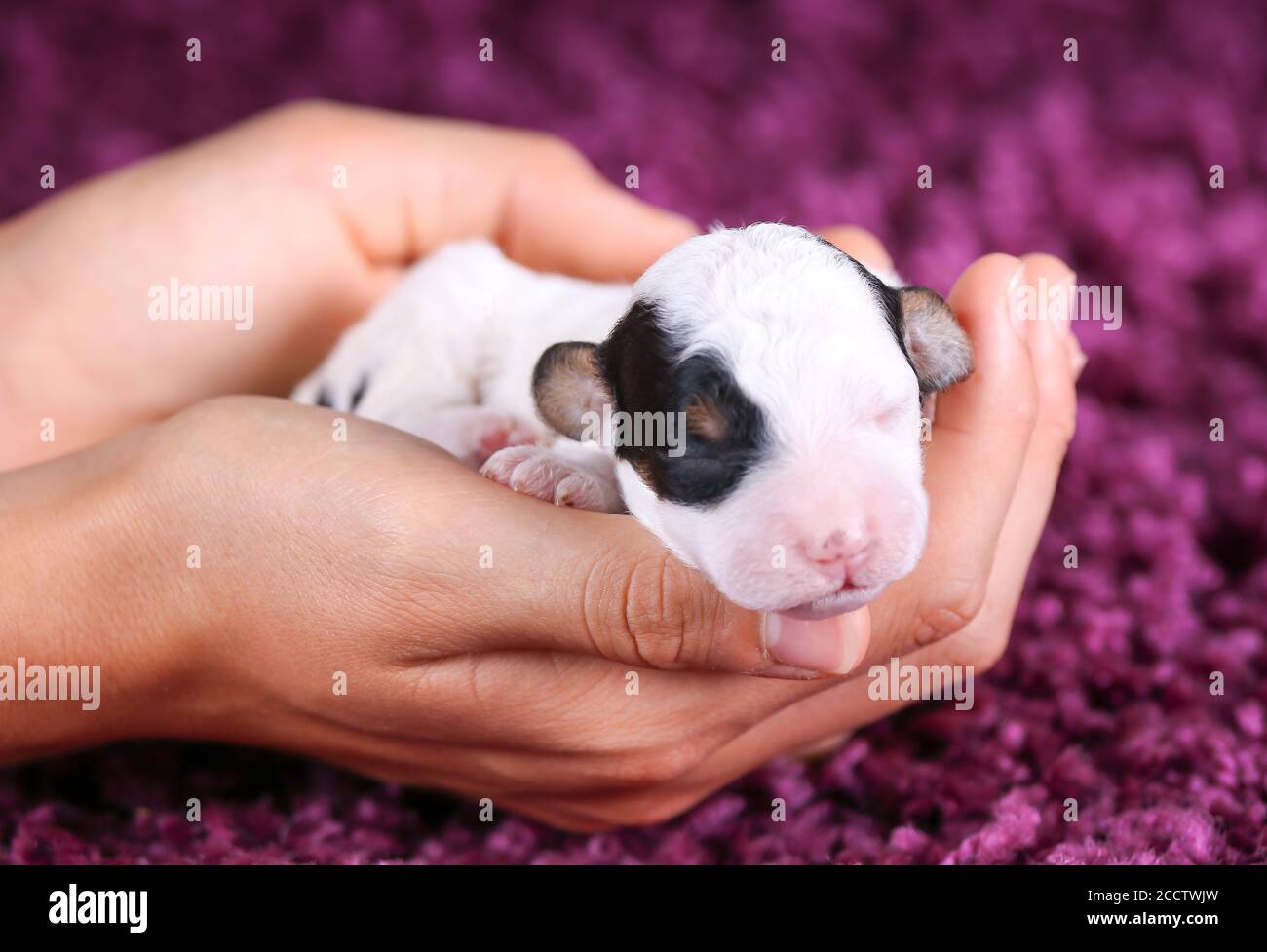 F1B Mini Bernedoodle dormire mentre è tenuto in mani Foto Stock