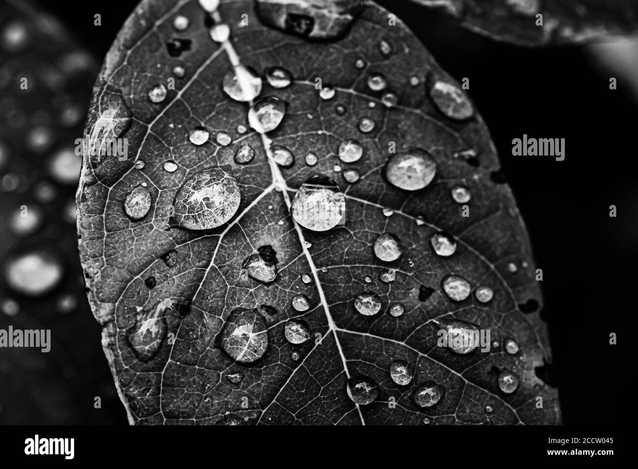 Foglia di macro Foto Stock