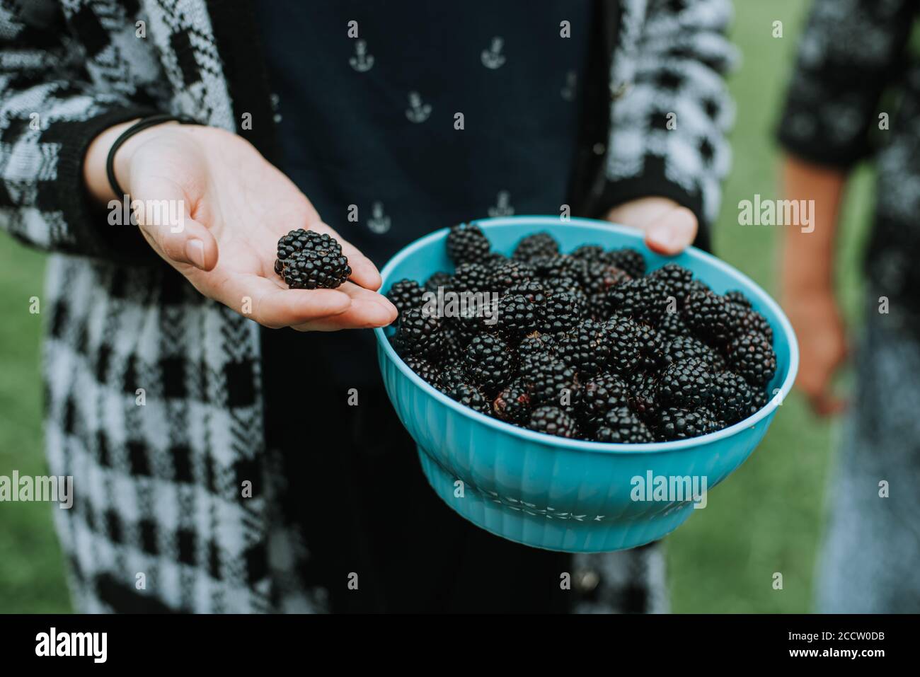 Tenendo in mano frutta fresca e biologica raccolta di blackberry dal giardino Foto Stock