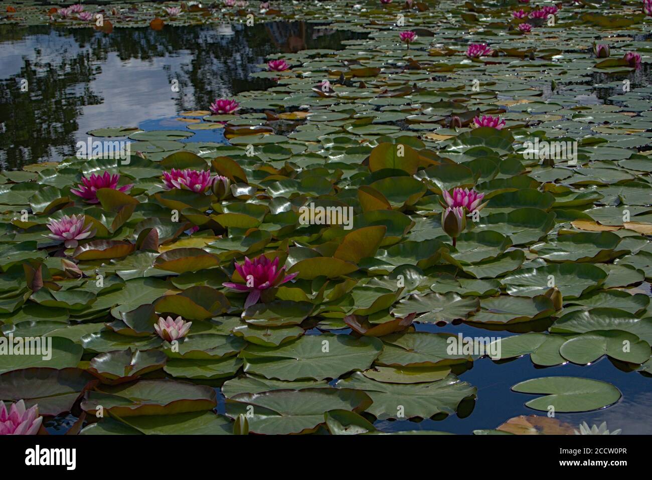 Una quantità enorme di pastiglie di giglio che galleggiano su una bella stagno Foto Stock