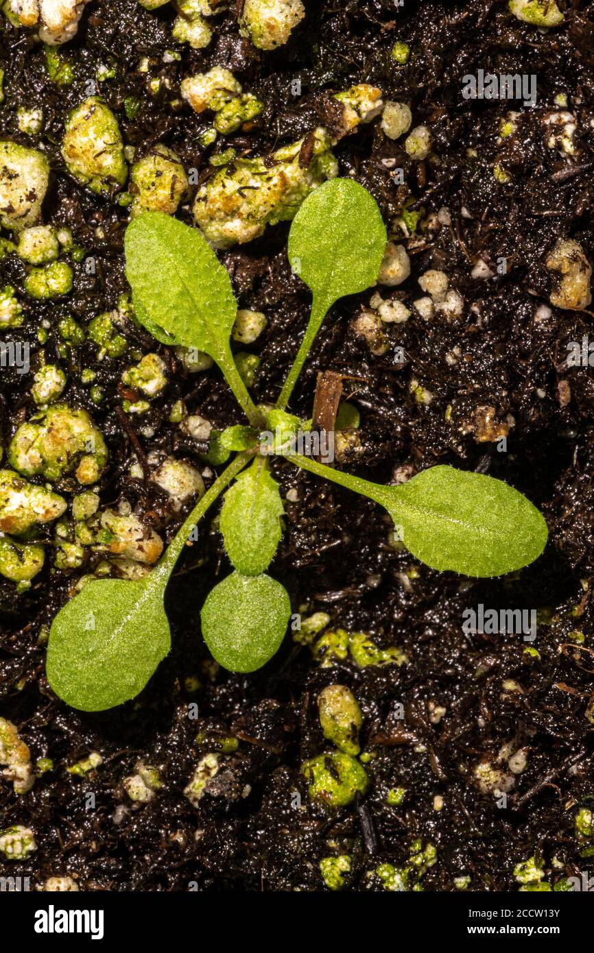 Pianta giovane di Thale Cress (Arabidopsis thaliana) Foto Stock