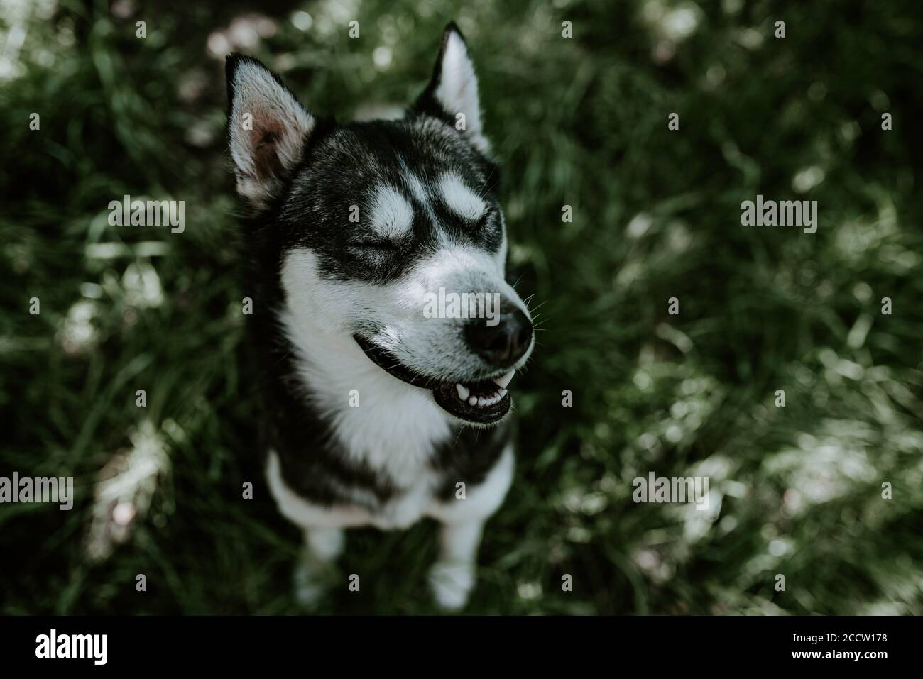 un cane di razza husky dagli occhi blu si siede sull'erba verde Foto Stock