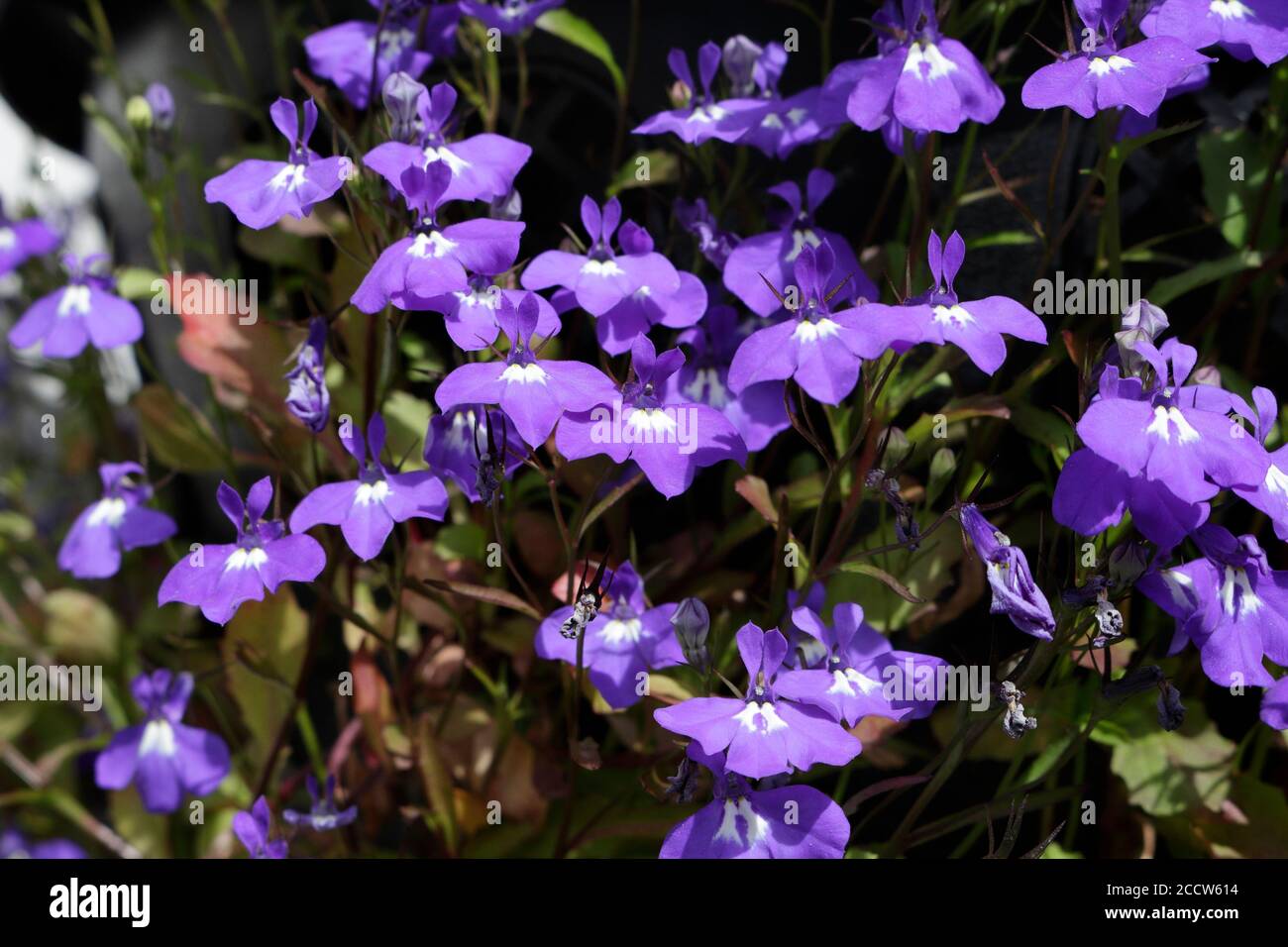 Fiori viola di Lobelia in fiore Foto Stock