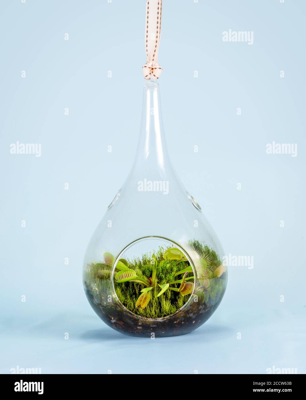 Flytrap di Venere, Dionaea muscipula che cresce in terrarium di vetro Foto Stock