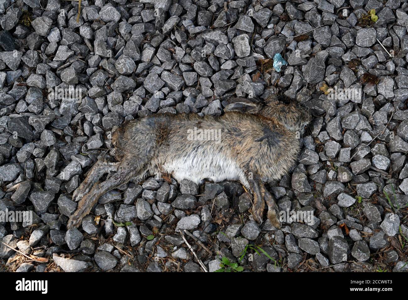 Dead Hare Road kill sul lato della strada Foto Stock