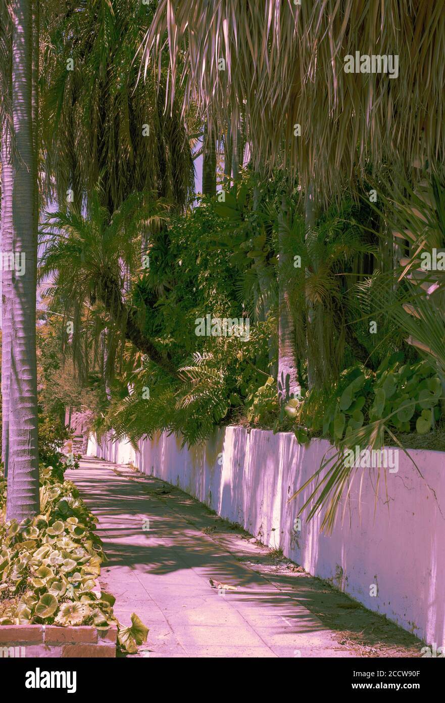 Passerella a San Diego accanto al muro di contenimento con piante tropicali e palme che sovrastano il marciapiede. Foto Stock