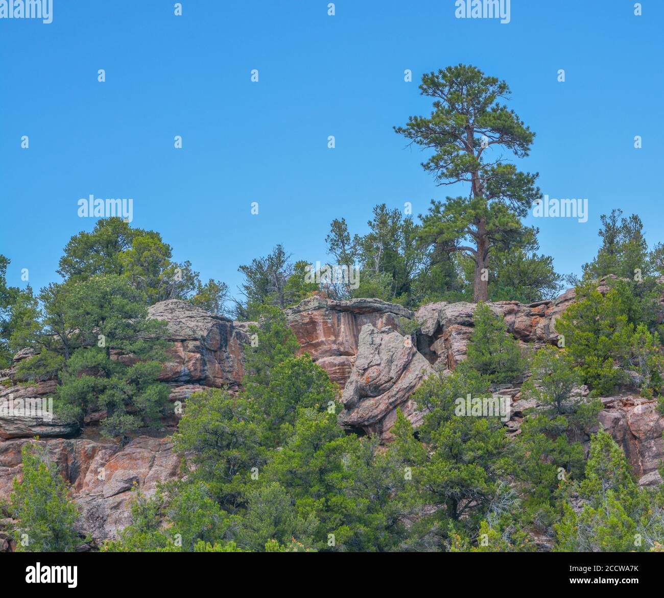 Red Rock e Ponderosa Pine Trees nella splendida Ashley National Forest, Utah Foto Stock
