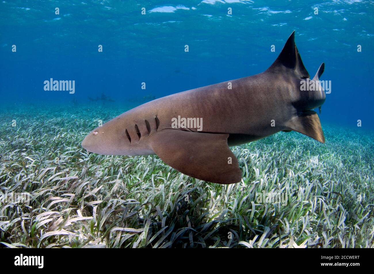 Squalo Nurse, cirratum Ginglymostoma, nuoto su erba tartaruga, Thalassia testudinum, Hol Chan Marine Reserve, San Pedro, Belize Foto Stock