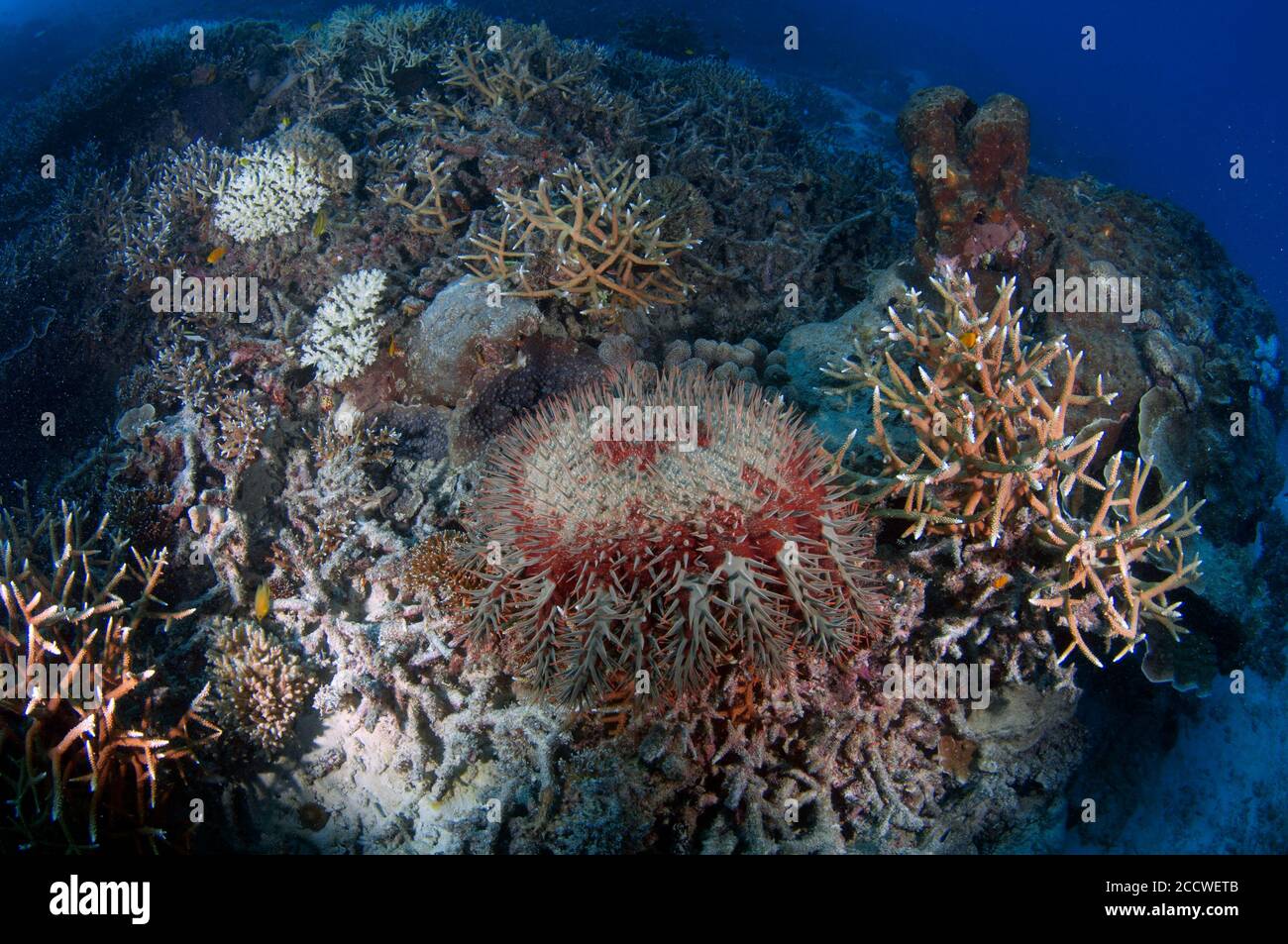 Corona di spine stelle marine, Acanthaster planci, su una barriera corallina tropicale, Heron Island, Grande barriera Corallina, Australia Foto Stock