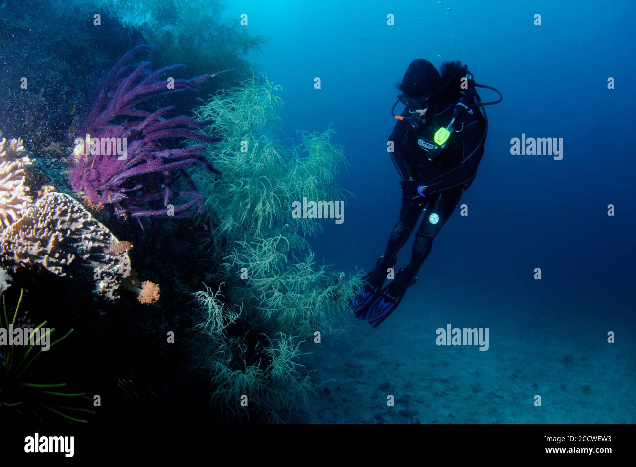 Il subacqueo osserva una variegata scena di barriera corallina con corallo nero, Antipathes sp., e un morbido corallo plexauridae, Echinogorgia sp., Parco Nazionale di Komodo, Indo Foto Stock