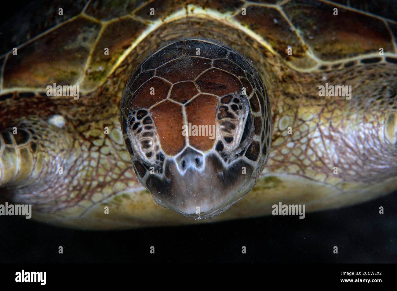 Vista frontale di una tartaruga marina verde, Chelonia mydas, Heron Island, Grande barriera Corallina, Australia Foto Stock