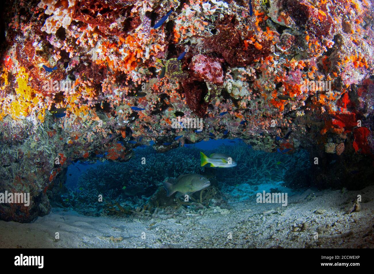 Gruppo corallino macchiato di bruno, Epinephelus chlorostigma, e brownstripe Snapper, Lutjanus vitta, sotto un colorato sbalzo con spugne, ascidie e. Foto Stock