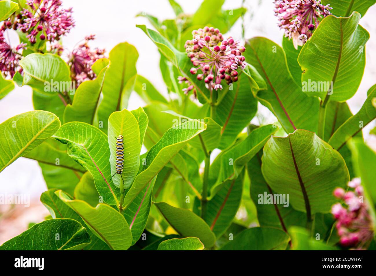 Un monarca bruco su mungitura che è il cibo primario fonte Foto Stock