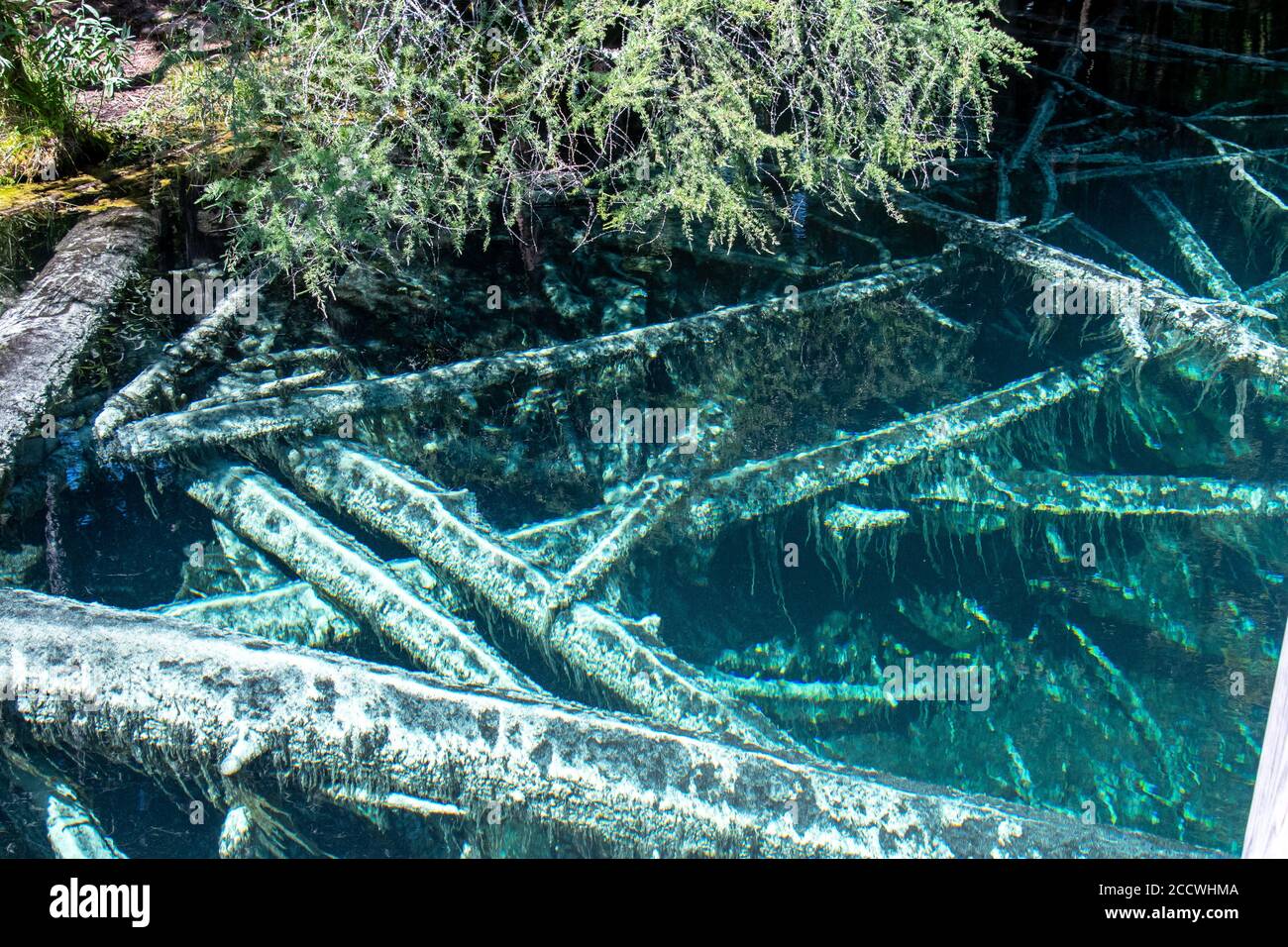 Guardando verso il basso attraverso acque cristalline per vedere gli alberi Kitch-iti-kipi è la più grande sorgente del Michigan. Foto Stock