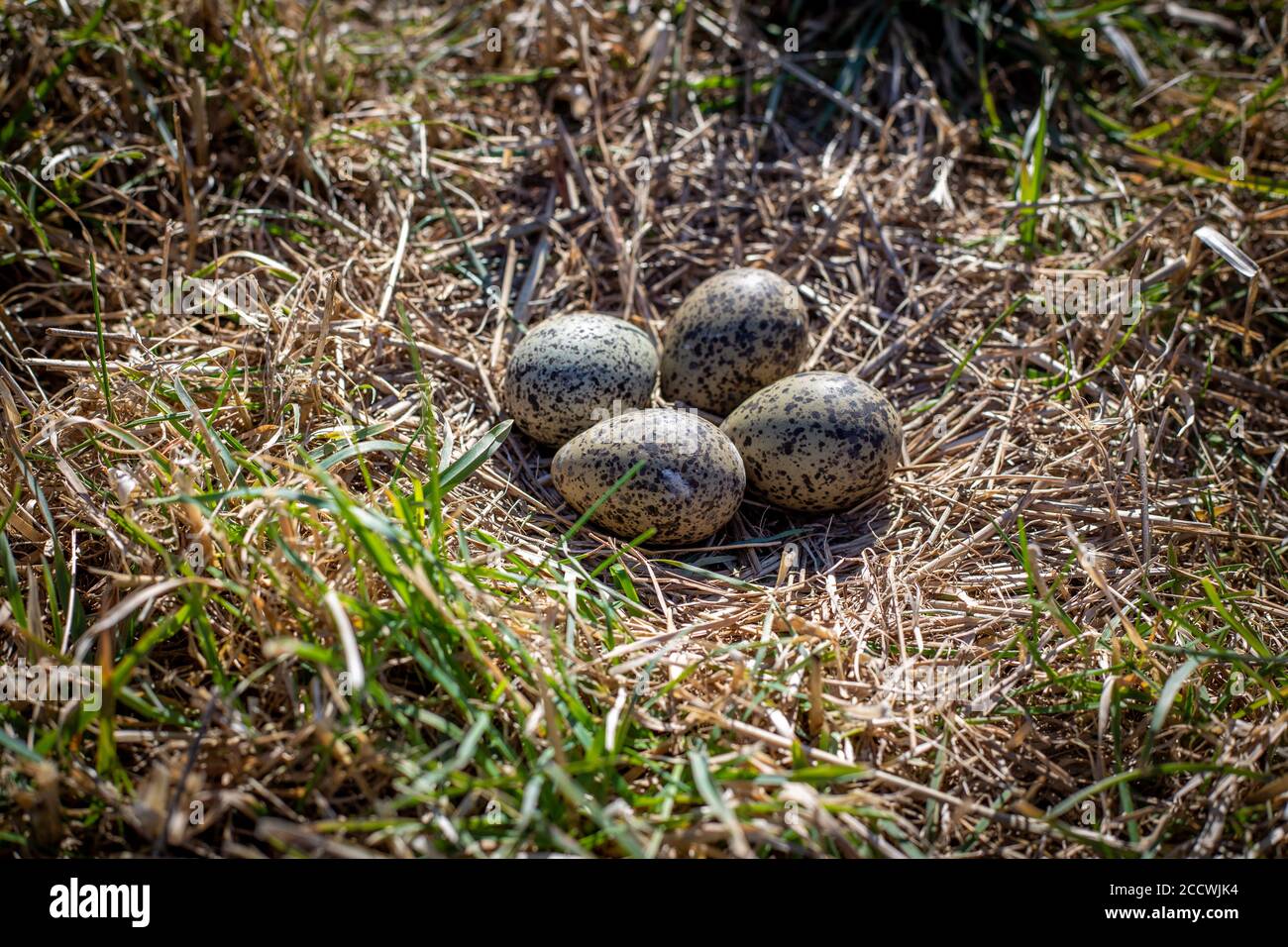 Un pover alato sperone nidifica fuori in un campo aperto in agosto, Nuova Zelanda Foto Stock