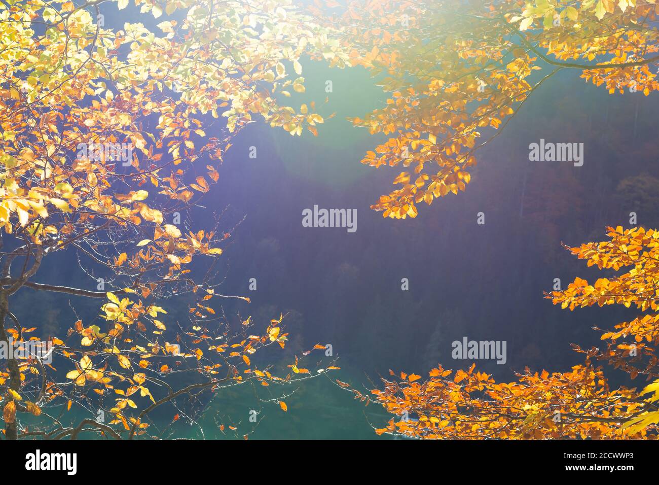 Sfondo con foglie di autunno giallo illuminate dalla luce del sole Foto Stock