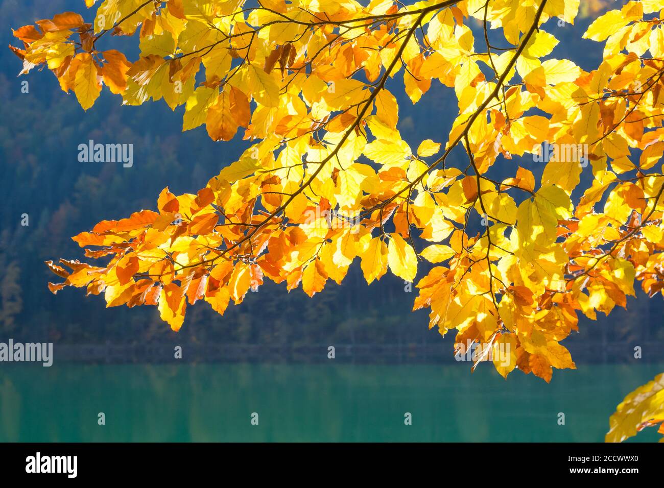 Ramo con foglie gialle autunnali illuminate dal sole lo sfondo del lago Foto Stock
