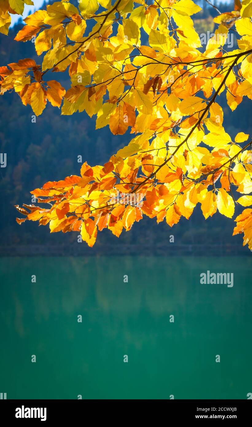 Sfondo con un ramo di foglie gialle autunnali illuminate da il sole sullo sfondo del lago Foto Stock