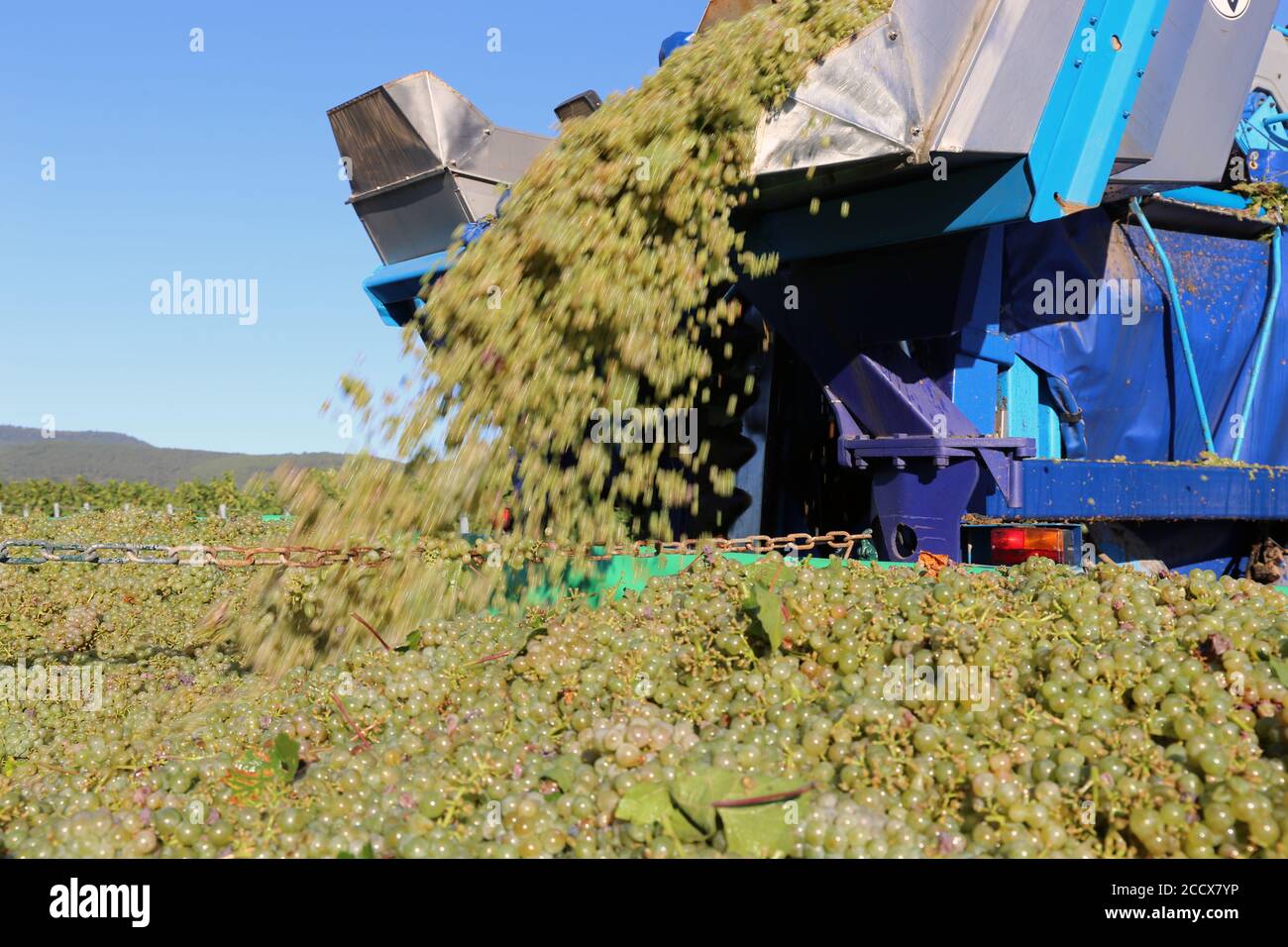 Vendemmia o vendemmia con vendemmiatrice Foto Stock