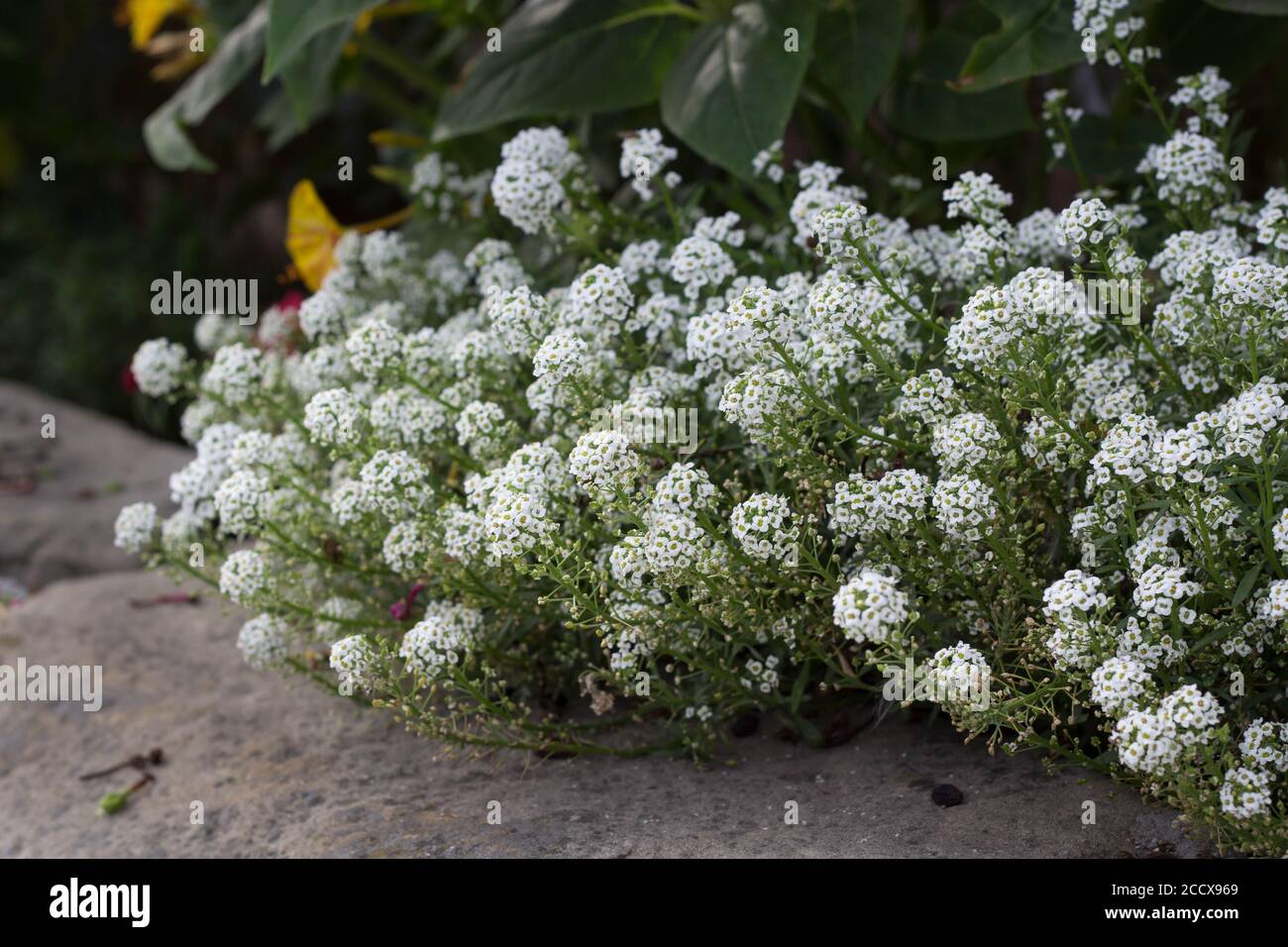 Fiori di Alyssum dolce - pianta di miele per giardino di ape-friendly Foto Stock