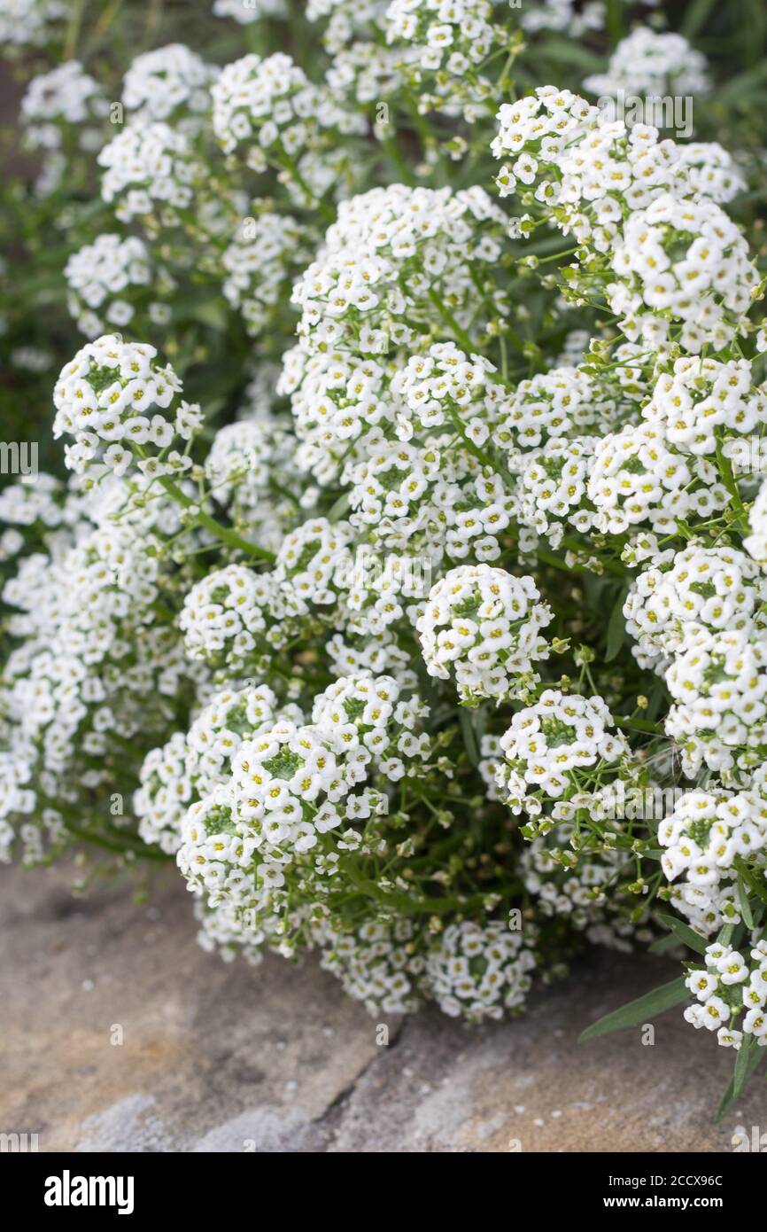 Fiori di Alyssum dolce - pianta di miele per giardino di ape-friendly Foto Stock