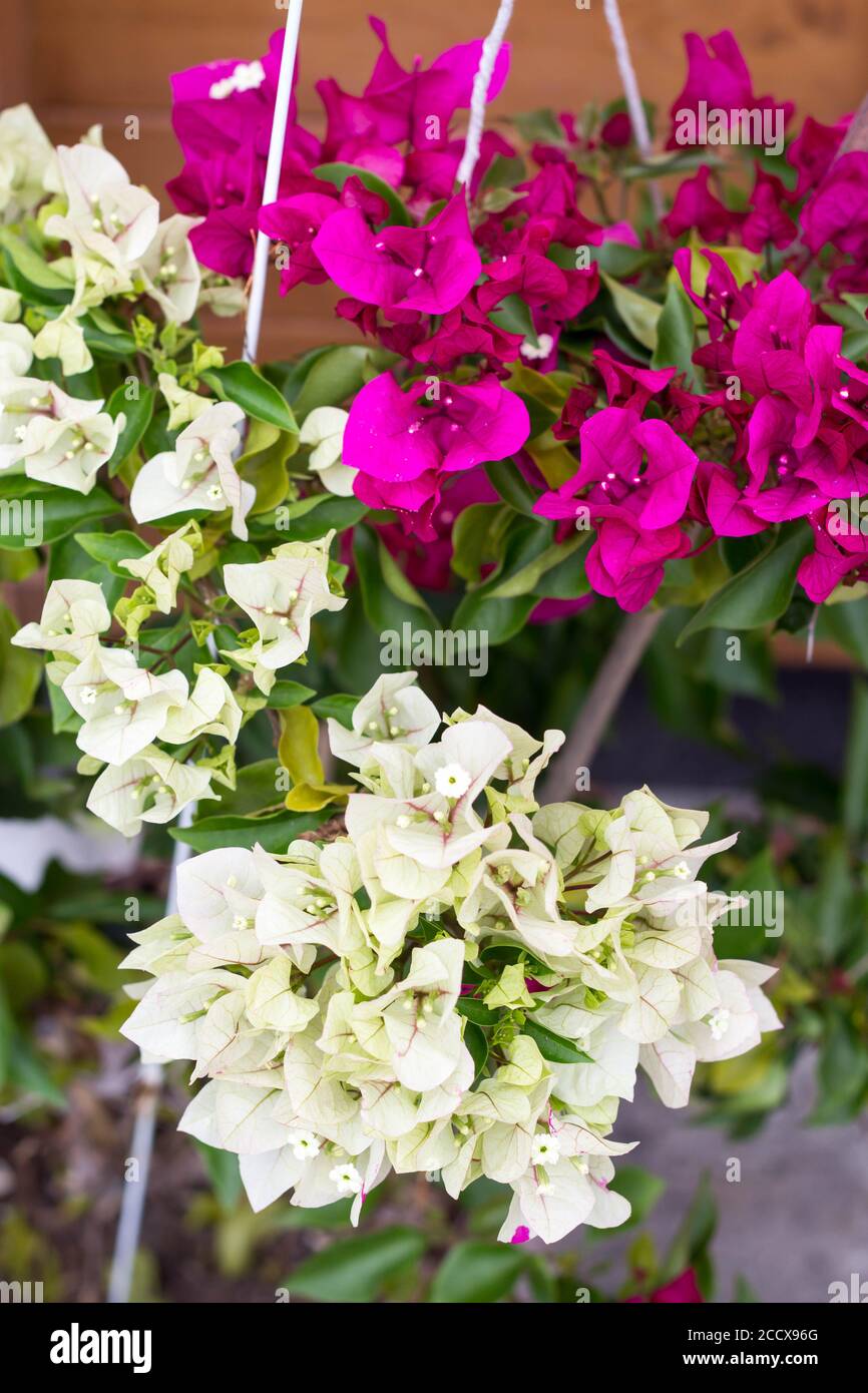 bianco rosa bouganvillea due tonalità di colore fiore in fiore nel pentola Foto Stock
